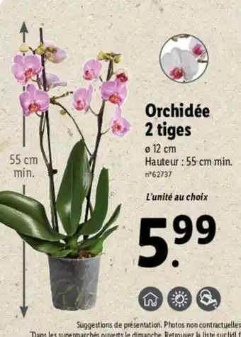 Lidl Orchidée 2 tiges offre