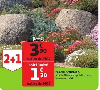 Plantes Vivaces