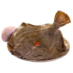 Turbot
