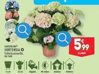 ALDI GARDENLINE Hortensia offre