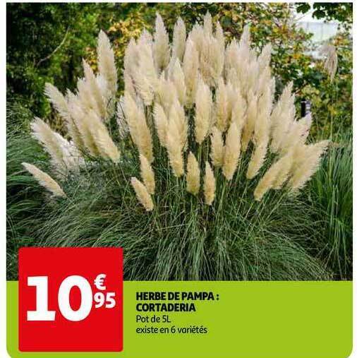 Promo Herbe De Pampa Cortaderia Chez Auchan Direct