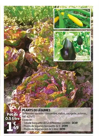 Auchan Plants De Légumes offre