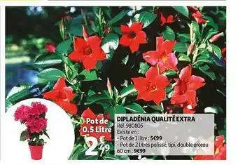 Auchan Dipladénia Qualité Extra offre