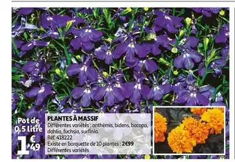Auchan Plantes à Massif offre
