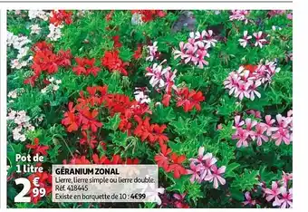 Auchan Géranium Zonal offre
