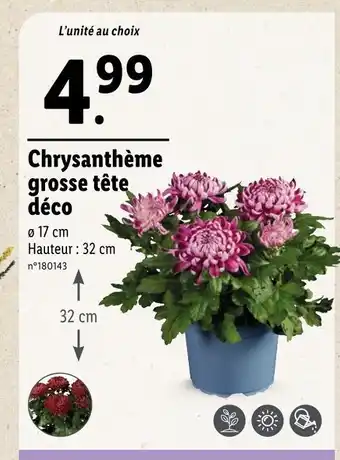Lidl Chrysanthème grosse tête déco offre