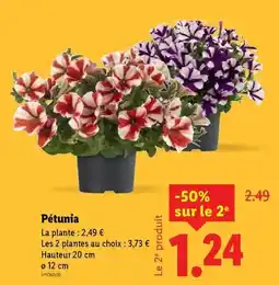 Carrefour Déguisement adulte offre