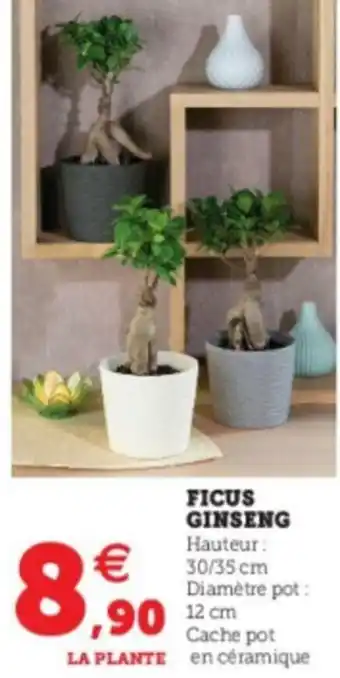 Super U Ficus Ginseng offre