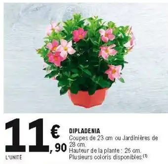 E.Leclerc Dipladenia offre