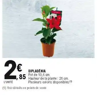 E.Leclerc Dipladénia offre