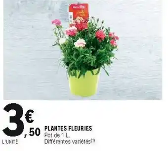 E.Leclerc Plantes fleuries offre