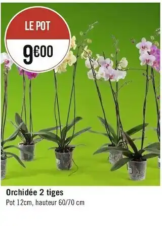 Orchidée 2 tiges