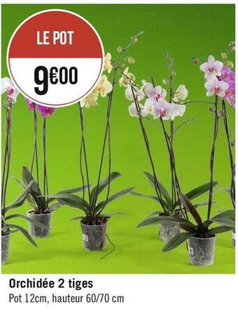 Géant Casino Orchidée 2 tiges offre