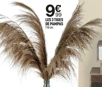 Centrakor Les 3 tiges de pampas offre