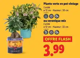 Intermarché Dillon - rhum blanc agricole offre