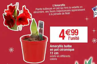 Amaryllis bulbe en pot céramique
