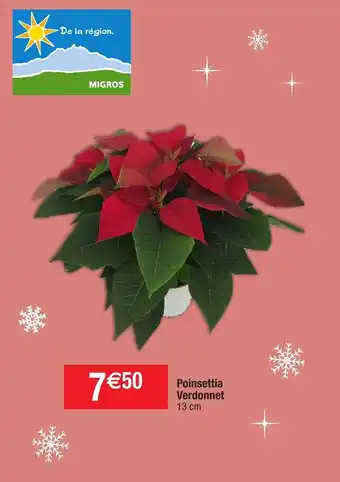Poinsettia Verdonnet