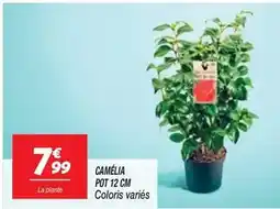 Conforama Lomoco - fauteuil offre