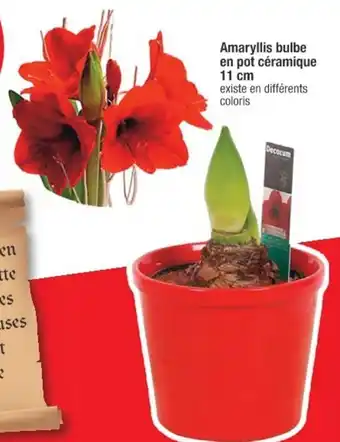 Cora x Carrefour Amaryllis bulbe en pot céramique offre