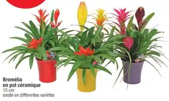 Cora x Carrefour Bromélia en pot céramique offre