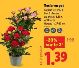 Carrefour Nouveau - sapin mira offre