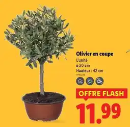 Carrefour Twinings - infusion ayuseda offre