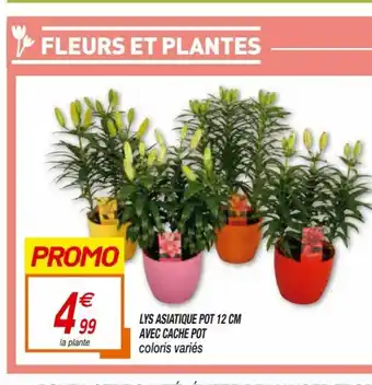 Lys Asiatique Pot 12 Cm Avec Cache Pot