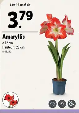 Amaryllis