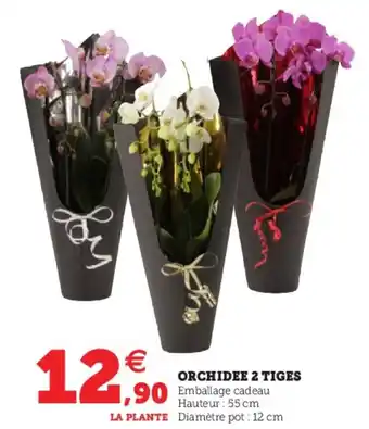 Orchidee 2 Tiges
