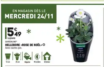 ALDI Hellebore Rose De Noel offre