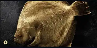 Turbot
