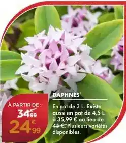 Lidl Mon - nappe offre