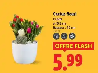 ALDI Jacinthe offre