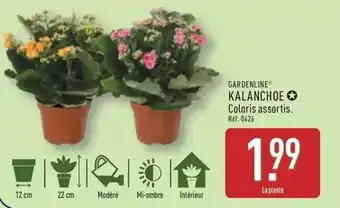 ALDI Gardenline - kalanchoe offre