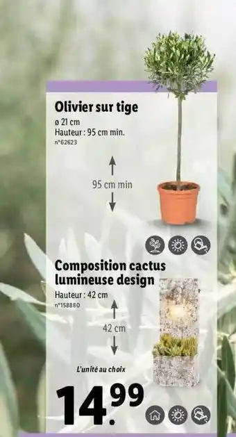 Lidl Olivier Sur Tige, Composition Cactus Lumineuse Design offre