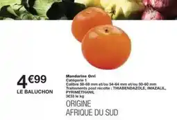 ALDI Schlumbergera cactus de noel offre