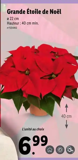Lidl Grande étoile de noël offre