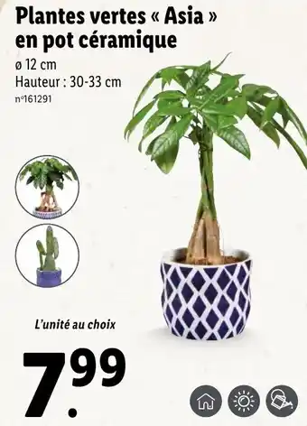 Lidl Plantes vertes asia en pot céramique offre
