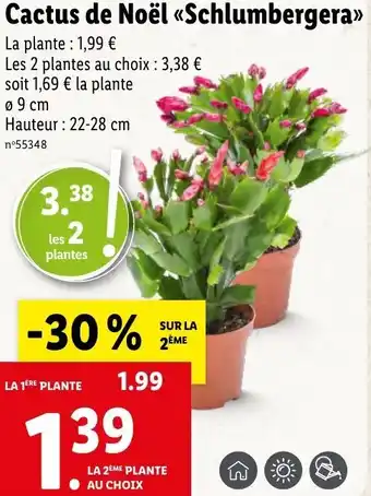 Cactus de noël