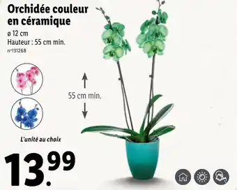 Lidl Orchidée couleur en céramique offre
