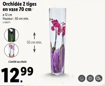 Lidl Orchidée 2 tiges en vase 70 cm offre