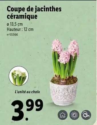 Lidl Coupe de jacinthes céramique offre