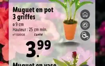 Lidl Muguet En Pot 3 Griffes offre