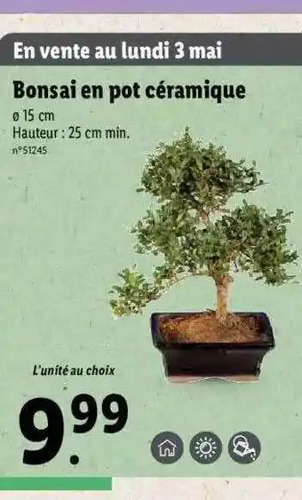 Lidl Bonsai En Pot Céramique offre