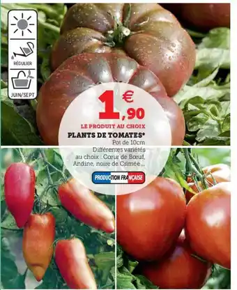 U Express Plants De Tomates offre