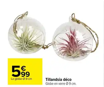 Carrefour Tillandsia Déco offre