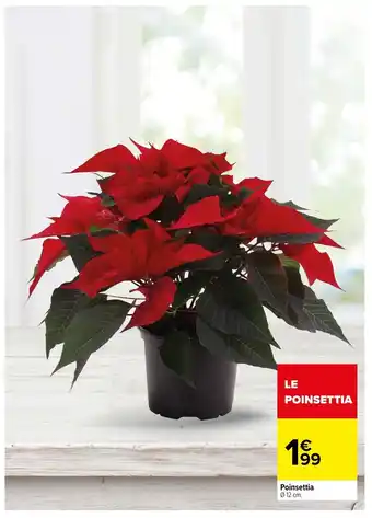 Carrefour Poinsettia offre