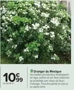 Nutrimetics Netoyant moussant pour les mains agrumes offre