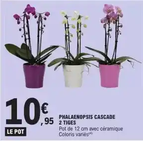 E.Leclerc Phalaenopsis cascade 2 tiges offre
