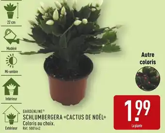 ALDI GARDENLINE Schlumbergera cactus de Noël offre